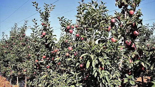 Elazığ'da kırmızı elma hasadı başladı