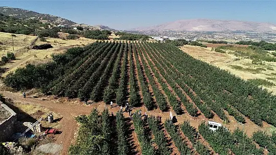 Elazığ'da kırmızı elma hasadı başladı