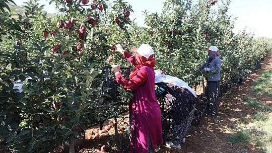 Elazığ'da kırmızı elma hasadı başladı