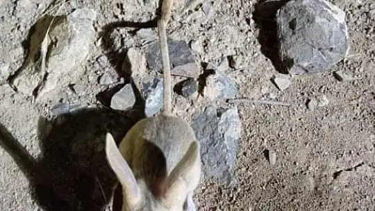 Elazığ'da kırmızı listede yer alan Arap tavşanı görüntülendi