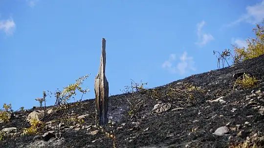 Elazığ'da korkutan yangın 40 dönüm otluk alan kül oldu