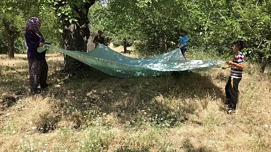 Elazığ'da köylerde doğal pekmez yapımı başladı