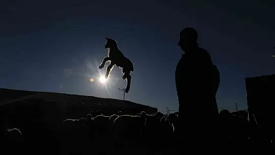 Elazığ'da koyun ve kuzuların renkli buluşması