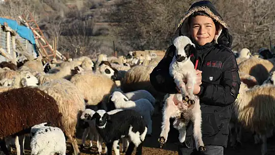 Elazığ'da koyun ve kuzuların renkli buluşması