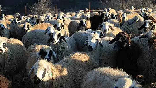 Elazığ'da koyun ve kuzuların renkli buluşması