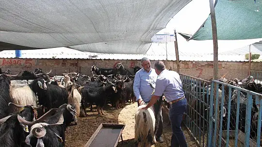 Elazığ'da kurbanlık satışları devam ediyor