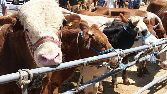 Elazığ'da kurbanlık satışları devam ediyor