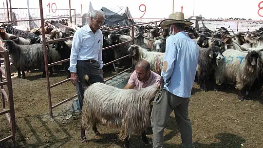 Elazığ'da kurbanlık satışları devam ediyor