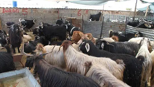 Elazığ'da kurbanlık satışları devam ediyor