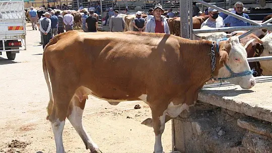Elazığ'da kurbanlık satışları devam ediyor