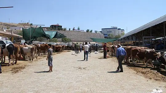 Elazığ'da kurbanlık satışları devam ediyor