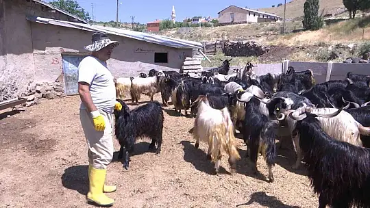 Elazığ'da kurbanlıklar görücüye çıktı: Fiyatlar 2 bin 500 liradan başlıyor