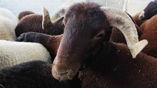 Elazığ'da kurbanlıklar görücüye çıktı