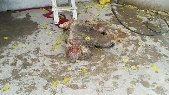Elazığ'da kurt, 2 koyunu telef etti