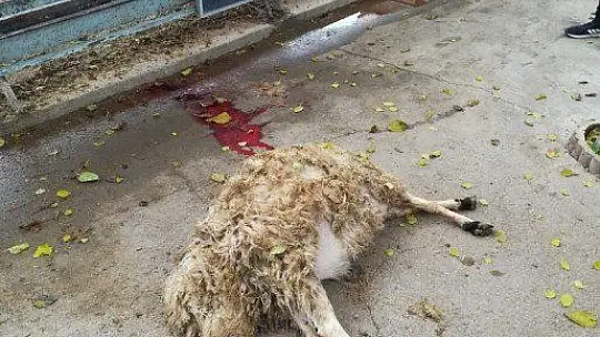 Elazığ'da kurt, 2 koyunu telef etti