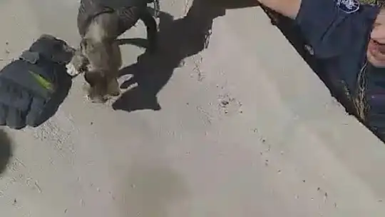 Elazığ'da kuyuya düşen yavru kediyi itfaiye ekipleri kurtardı