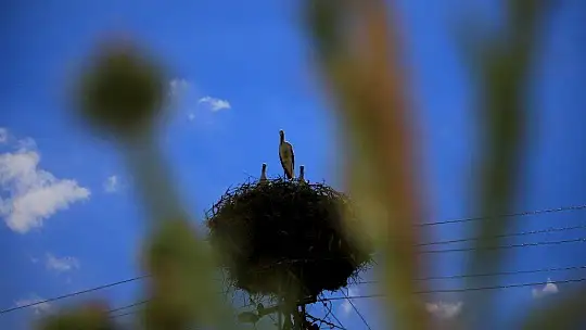 Elazığ'da leyleklerin yavruları büyüdü, göç hazırlığı başladı