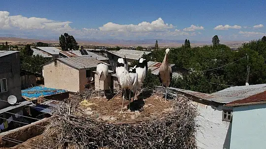 Elazığ'da leyleklerin yavruları büyüdü, göç hazırlığı başladı