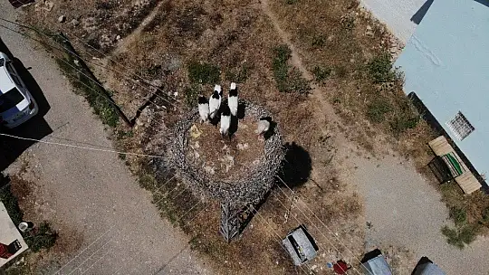 Elazığ'da leyleklerin yavruları büyüdü, göç hazırlığı başladı