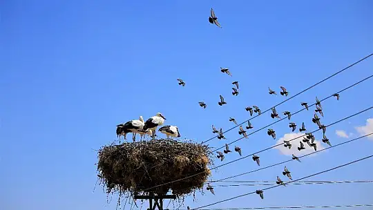 Elazığ'da leyleklerin yavruları büyüdü, göç hazırlığı başladı