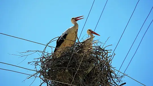 Elazığ'da leyleklerin yavruları büyüdü, göç hazırlığı başladı