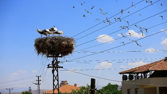 Elazığ'da leyleklerin yavruları büyüdü, göç hazırlığı başladı