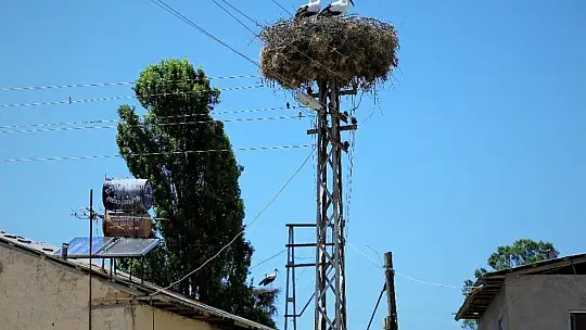 Elazığ'da leyleklerin yavruları büyüdü, göç hazırlığı başladı