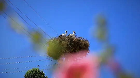 Elazığ'da leyleklerin yavruları büyüdü, göç hazırlığı başladı