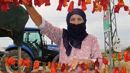 Elazığ'da, müşteriler tarlada kendi sebzesini toplayarak satın alıyor