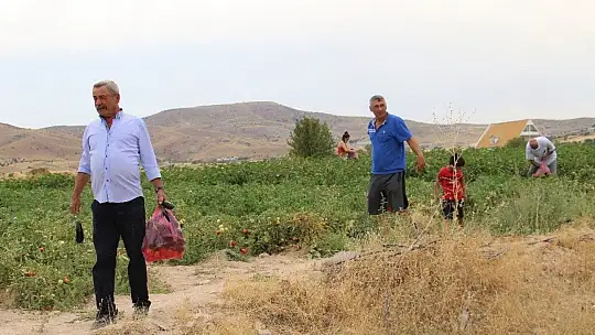 Elazığ'da, müşteriler tarlada kendi sebzesini toplayarak satın alıyor