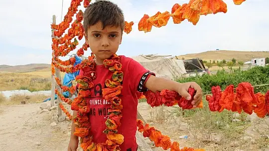 Elazığ'da, müşteriler tarlada kendi sebzesini toplayarak satın alıyor
