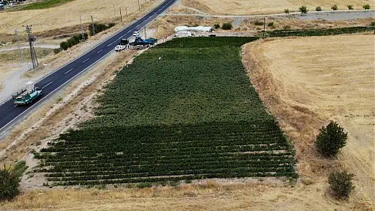 Elazığ'da, müşteriler tarlada kendi sebzesini toplayarak satın alıyor