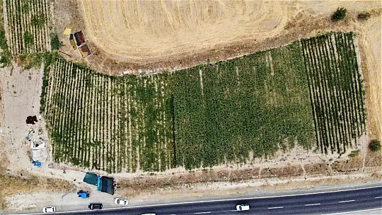 Elazığ'da, müşteriler tarlada kendi sebzesini toplayarak satın alıyor