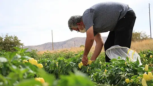 Elazığ'da, müşteriler tarlada kendi sebzesini toplayarak satın alıyor