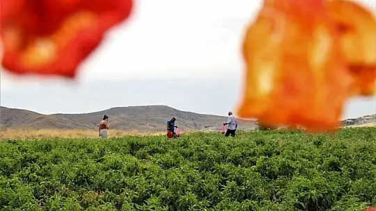 Elazığ'da, müşteriler tarlada kendi sebzesini toplayarak satın alıyor