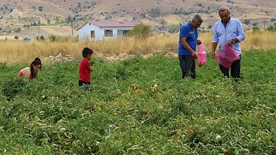 Elazığ'da, müşteriler tarlada kendi sebzesini toplayarak satın alıyor