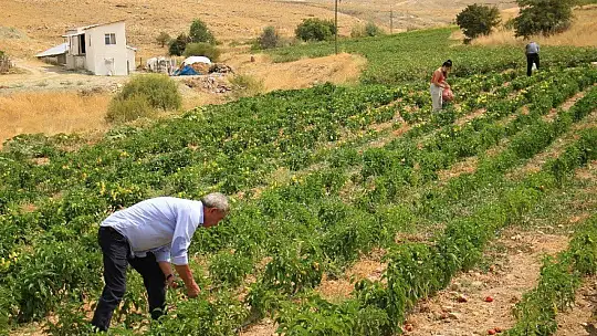 Elazığ'da, müşteriler tarlada kendi sebzesini toplayarak satın alıyor