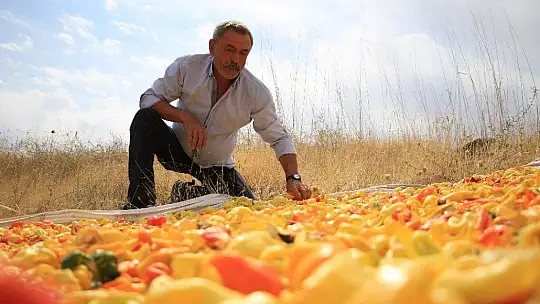Elazığ'da, müşteriler tarlada kendi sebzesini toplayarak satın alıyor