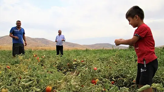 Elazığ'da, müşteriler tarlada kendi sebzesini toplayarak satın alıyor
