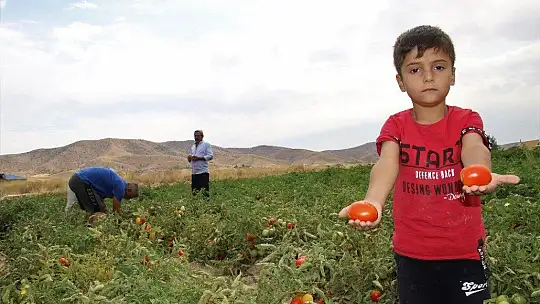 Elazığ'da, müşteriler tarlada kendi sebzesini toplayarak satın alıyor