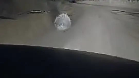 Kırmızı listede korunan oklu kirpi görüntülendi