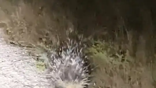 Elazığ'da oklu kirpi görüntülendi