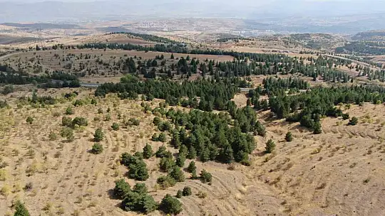 Elazığ'da orman ekipleri, havadan ve karadan denetimlerini sürdürüyor