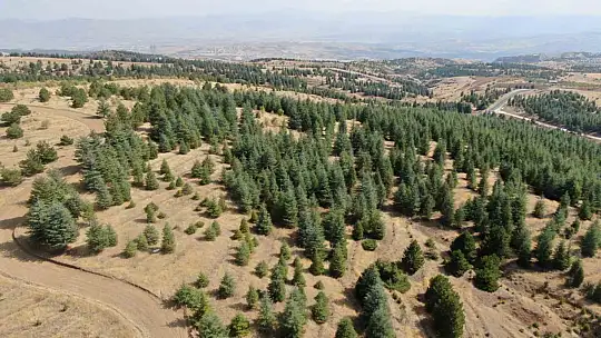Elazığ'da orman ekipleri, havadan ve karadan denetimlerini sürdürüyor
