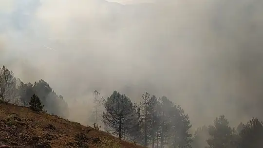 Elazığ'da orman yangını: Çok sayıda ekip sevk edildi