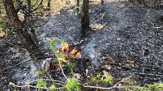 Elazığ'da orman yangını
