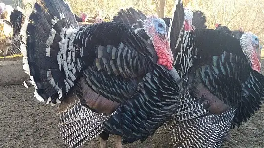 Elazığ'da pandemi ve yasaklar hindiye talebi azalttı