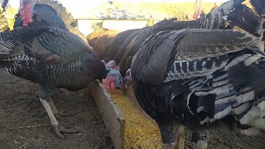 Elazığ'da pandemi ve yasaklar hindiye talebi azalttı