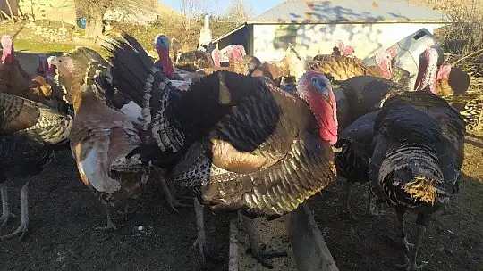 Elazığ'da pandemi ve yasaklar hindiye talebi azalttı