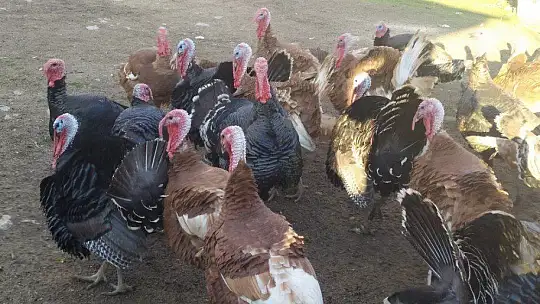 Elazığ'da pandemi ve yasaklar hindiye talebi azalttı